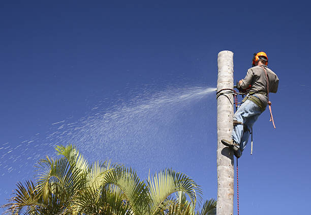 How Our Tree Care Process Works  in  Bullhead City, AZ